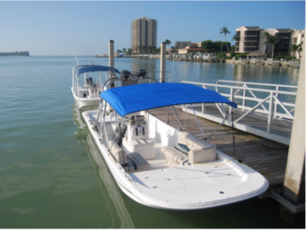 Dolphin Tours Marco Island