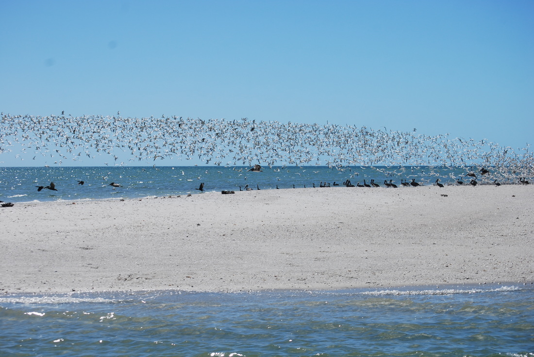 Bird flock, Marco island