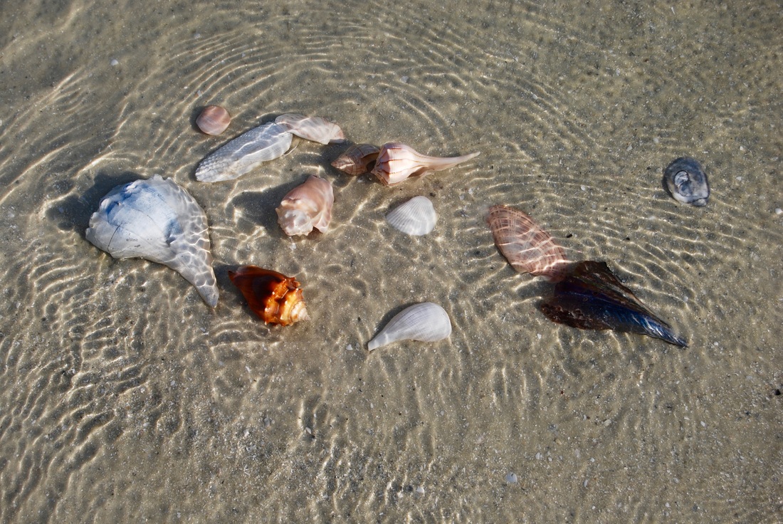 sea shells at Marco Island