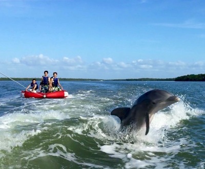 tubing with dolphins!