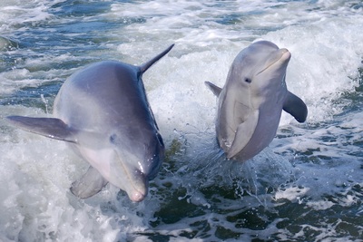 Dolphins in action!