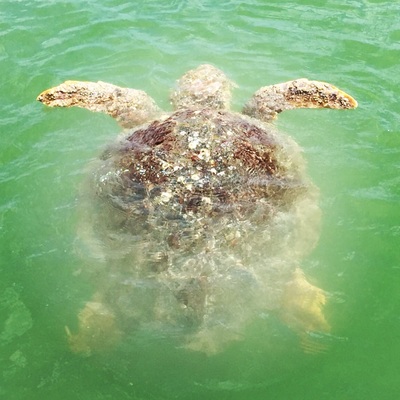 turtles, florida