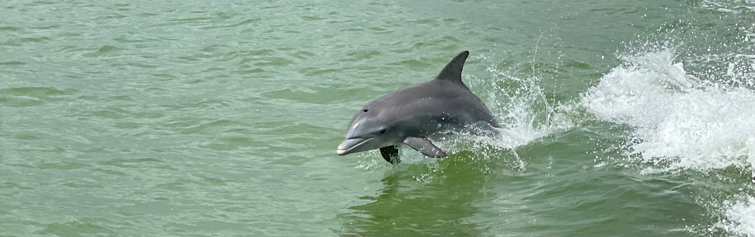 A wild dolphin playing near Marco Island