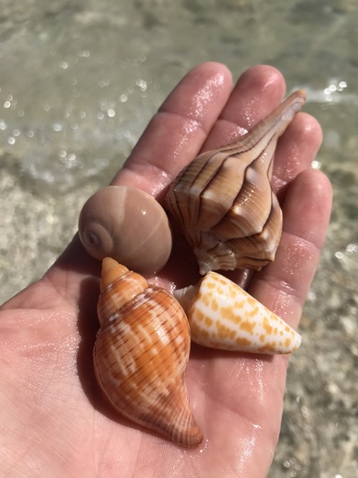 shelling at Marco island