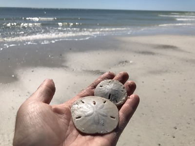 sea shells at marco island beaches